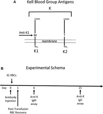 IgG Subclass Determines Suppression Versus Enhancement of Humoral Alloimmunity to Kell RBC Antigens in Mice